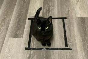 25 примеров того, как работают ловушки для котиков повышенной эффективности