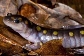 Ни рыба ни мясо (7 фото)