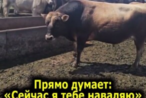 Что нужно делать, если вы встретили агрессивного быка