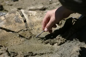 Мамонтёнок Лупе и его история