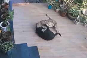 Леопард напал на домашнюю собаку