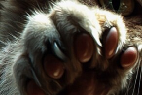 Кот случайно убил своего хозяина-диабетика