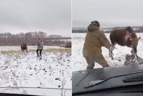 Разъяренный лось напал на охотника
