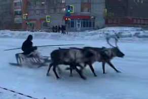 Во время гонок в Воркуте оленья упряжка едва не затоптала зрителей