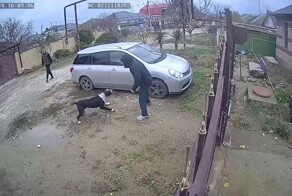 Внезапное нападение агрессивной собаки на человека