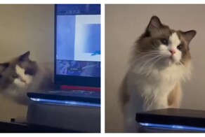 Кошка решила, что хозяину пора сделать перерыв