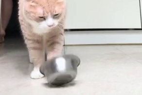 Женщина игнорирует намёки кота