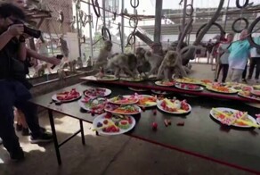 В Таиланде устроили роскошный банкет для макак