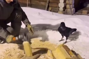 Мужчина завёл себе ручного ворона и приучил его помогать по хозяйству