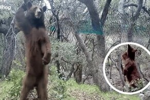 Зажигательные танцы медведя у дерева