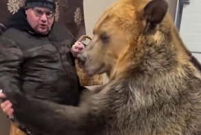 Ручной медведь Савва