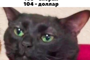 Не ищите здесь смысл. Здесь в основном маразм