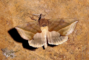 15 фактов о повседневной жизни, которые подтверждают, что наш мир полон опасностей