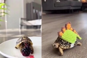 Минута из жизни маленькой черепашки