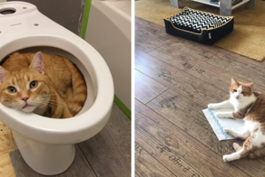 20 фотографий вредных котов, которые будут спать где угодно, но не на специально купленных для них лежанках