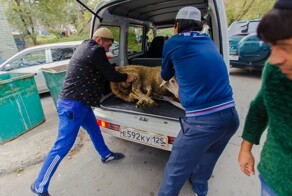 В Омской области полицейские поймали серийных похитителей баранов