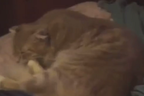 Кот отключил будильник