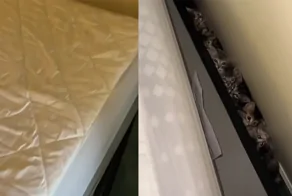 Котята спрятались в неожиданном месте