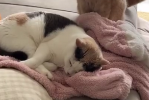 Кот атаковал спящую кошку