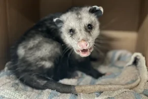 Опоссум, подхвативший ушную инфекцию, два часа ходил по кругу