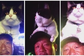 Кот на музыкальном фестивале