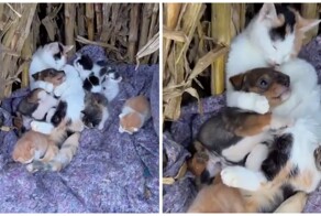 Материнской любви хватит на всех