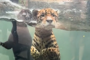 Морские котики желают познакомиться