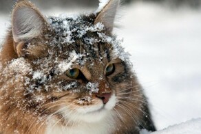 25 котиков, которые радуются снегу и не стесняются демонстрировать свои эмоции