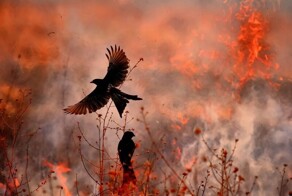 Интересный факт о воронах: они могут тушить пожары