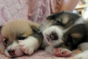 28 крохотных и невероятно милых пёсиков