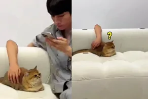 Розыгрыш кота