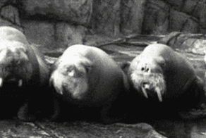 Просто гифки, всякие и&nbsp;разные