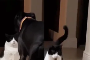Забавная реакция кота на собачий лай