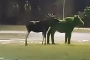 Лось встретил достойную самку, но она оказалась макетом