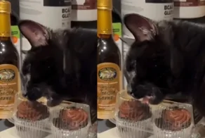 Неудачные попытки кота полакомиться пирожными