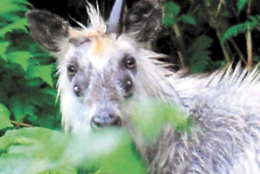 Японский серау: крупный зверь из японской глуши и его секреты