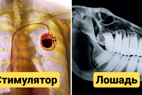 Рентгеновские снимки, которые позволят взглянуть на привычные вещи с другой стороны