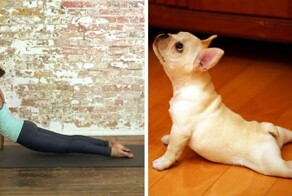 18 асан йоги в исполнении милейших животных