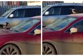 Ворона катается на лобовом стекле автомобиля