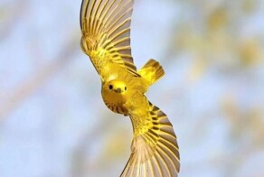 Всё вразнобой&nbsp;