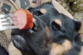 Забавная реакция спящего пса на сардельку