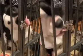 Пёс открыл замок клетки языком