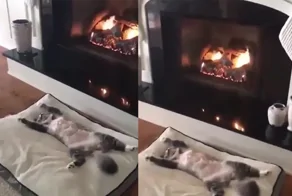 Кот отдыхает у камина