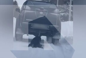 Собаку привязали к машине и тащили по дороге