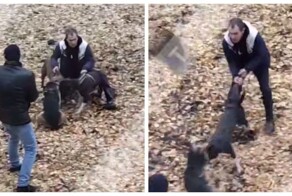 В Татарстане бойцовские собаки без намордников напали на овчарку и едва не растерзали её