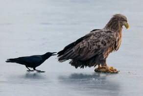 На общую тему&nbsp;