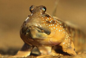 11 созданий, которые могут поразительно долго отказывать себе в пище