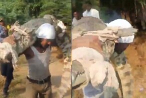 Мужчина унёс на плечах из деревни крупного крокодила