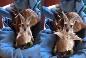 Детёныш кенгуру хочет на ручки