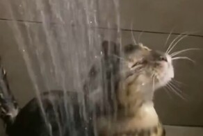 Кот обожает водные процедуры